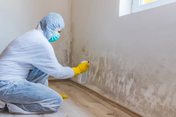 Licensed Basement Mold Removal service in Fort Monmouth, NJ - WQB Mold Removal