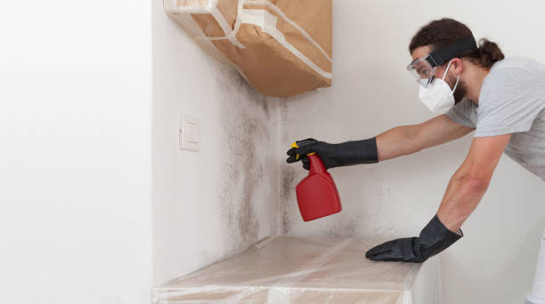 Professional Basement Mold Removal technician working in Fort Monmouth, NJ