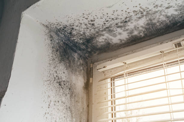 Affordable Basement Mold Removal solutions in Fort Monmouth, NJ